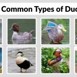 27 Common Types of Ducks Identification with Picture