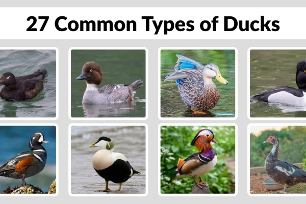 27 Common Types of Ducks Identification with Picture