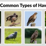27 Common Types of Hawks Identification with Picture