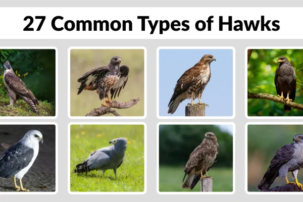 27 Common Types of Hawks Identification with Picture