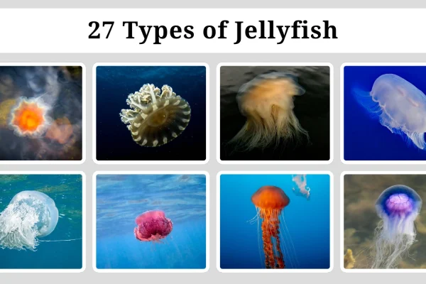 27 Types of Jellyfish Names, Identification, and Key Facts