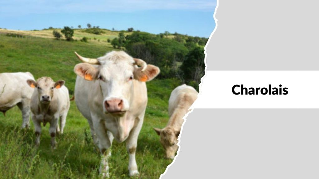Charolais