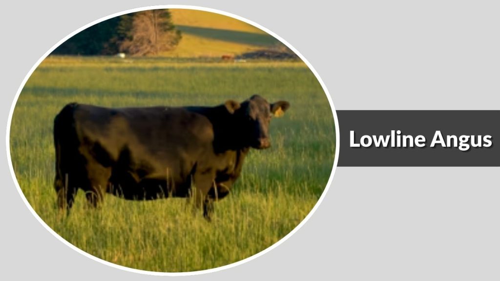  Lowline Angus