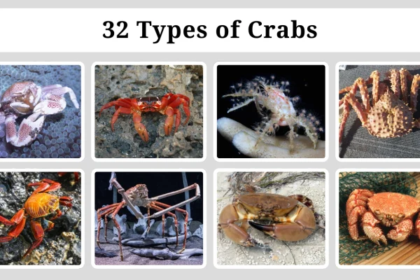 32 Types of Crabs Identification, Habitat ,Range ,Diet & Pictures