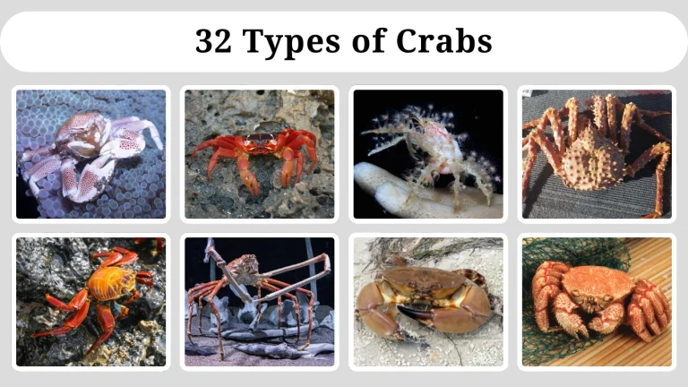 32 Types of Crabs Identification, Habitat ,Range ,Diet & Pictures