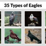 35 Types of Eagles Identification with Pictures