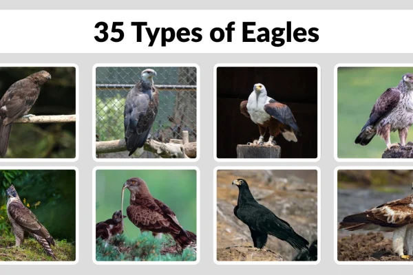 35 Types of Eagles Identification with Pictures