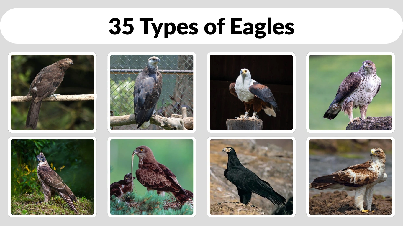 35 Types of Eagles Identification with Pictures