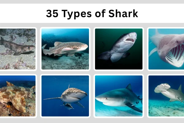 35 Types of Shark Identification with Name and Pictures