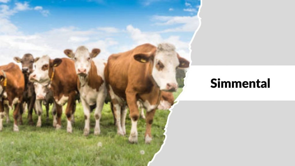 Simmental