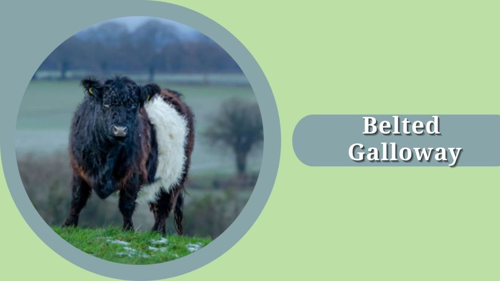 Belted Galloway