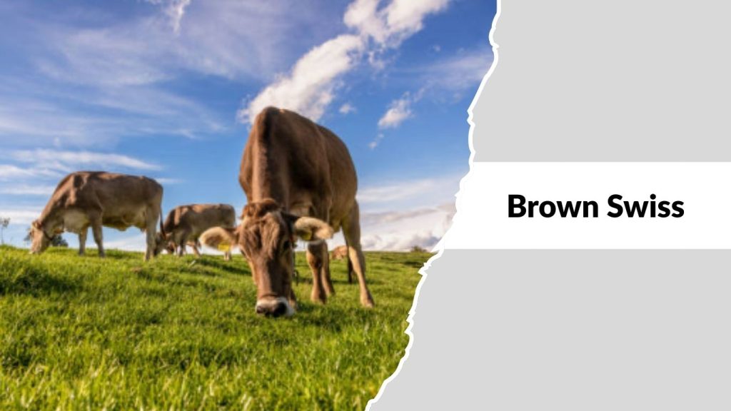 Brown Swiss