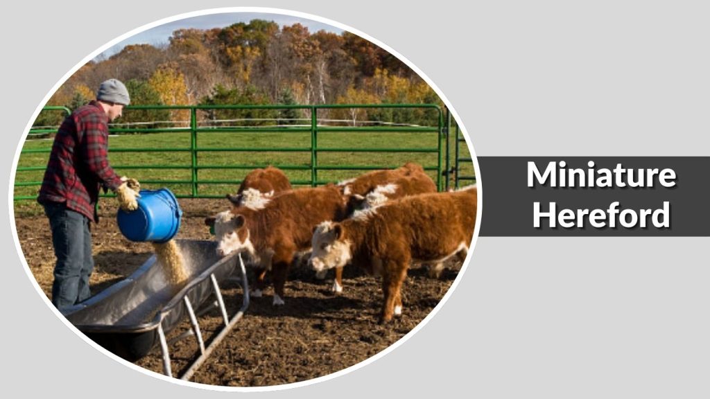 Miniature Hereford