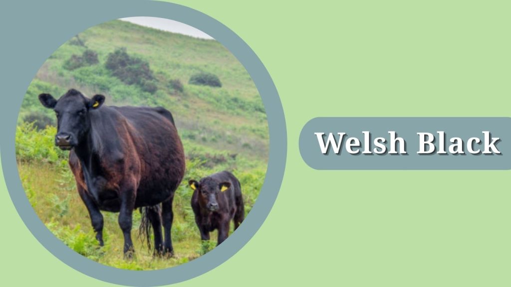 Welsh Black