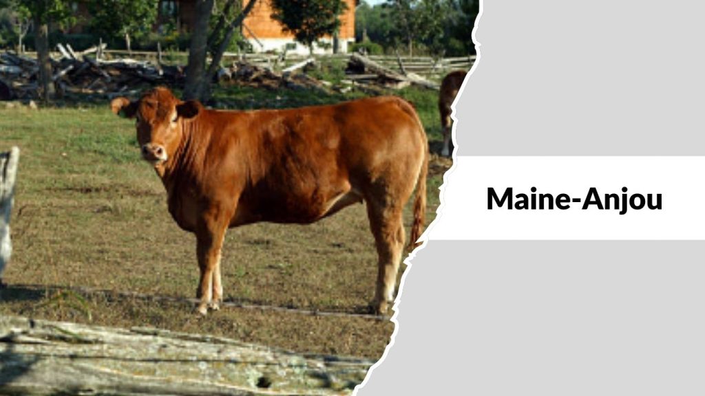 Maine-Anjou