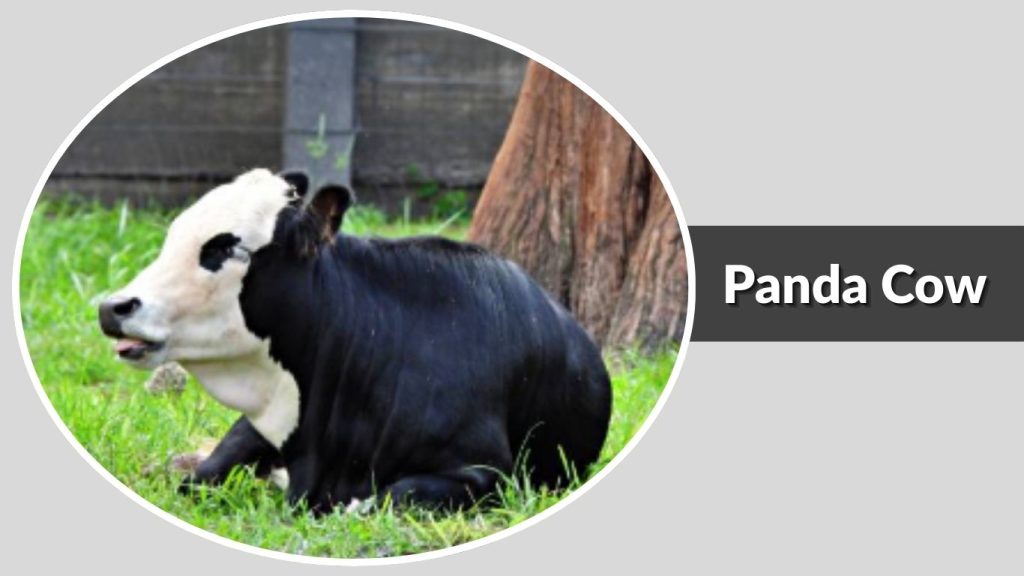 Panda Cow