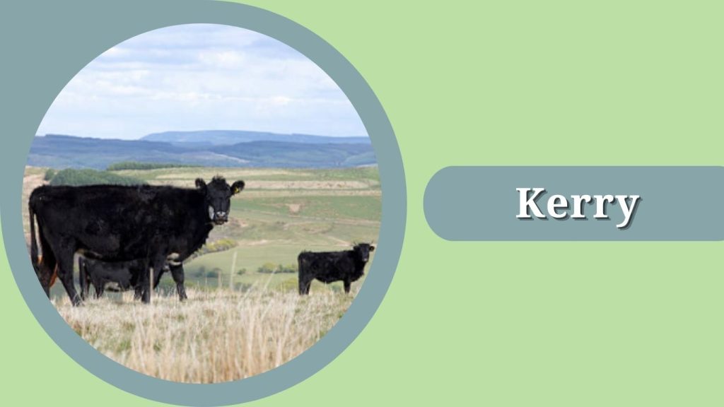 Kerry