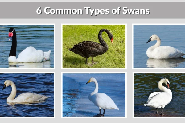 6 Common Types of Swans Found Around the World (ID with Pictures )