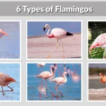 6 Types of Flamingos Species Identification with Name & Pictures 