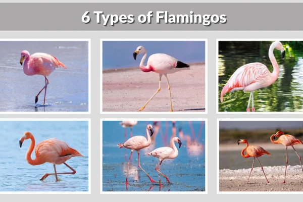 6 Types of Flamingos Species Identification with Name & Pictures 