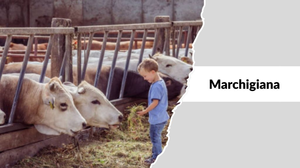 Marchigiana