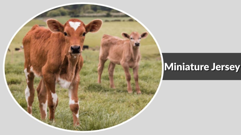 Miniature Jersey
