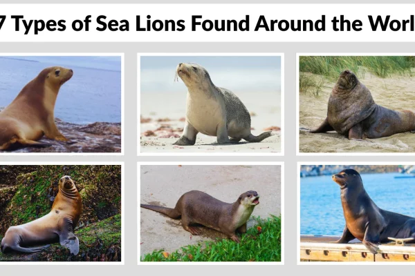7 Types of Sea Lions Found Around the World (ID with Pictures )