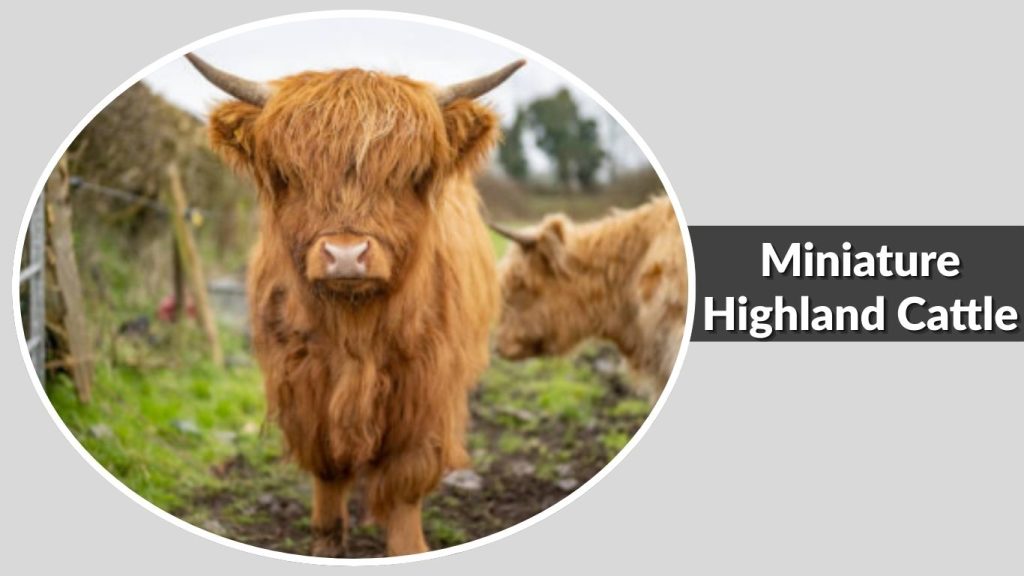 Miniature Highland Cattle