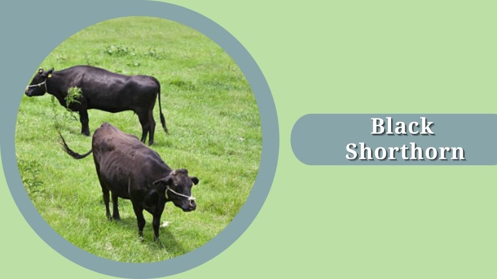 Black Shorthorn