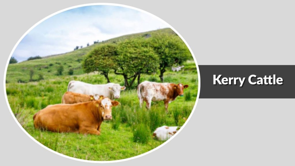  Kerry Cattle