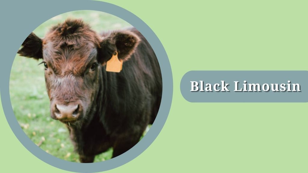 Black Limousin