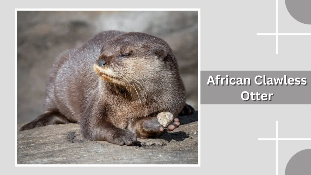 African Clawless Otter