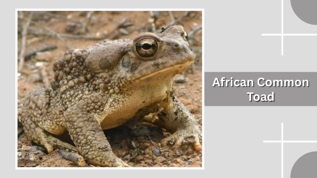 African Common Toad