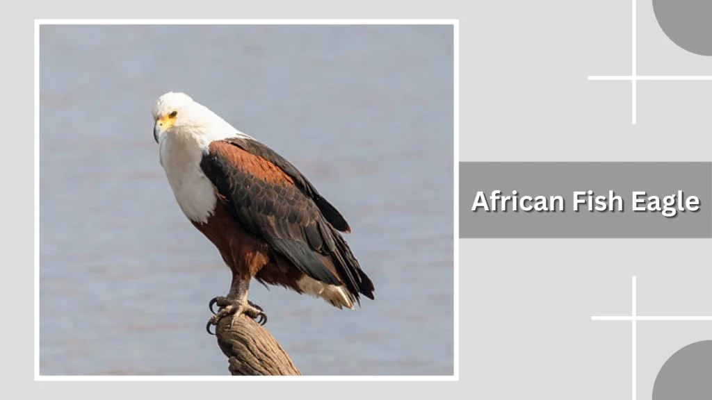 African Fish Eagle