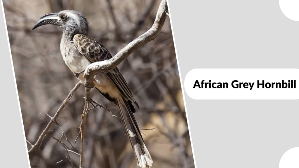 African Grey Hornbill