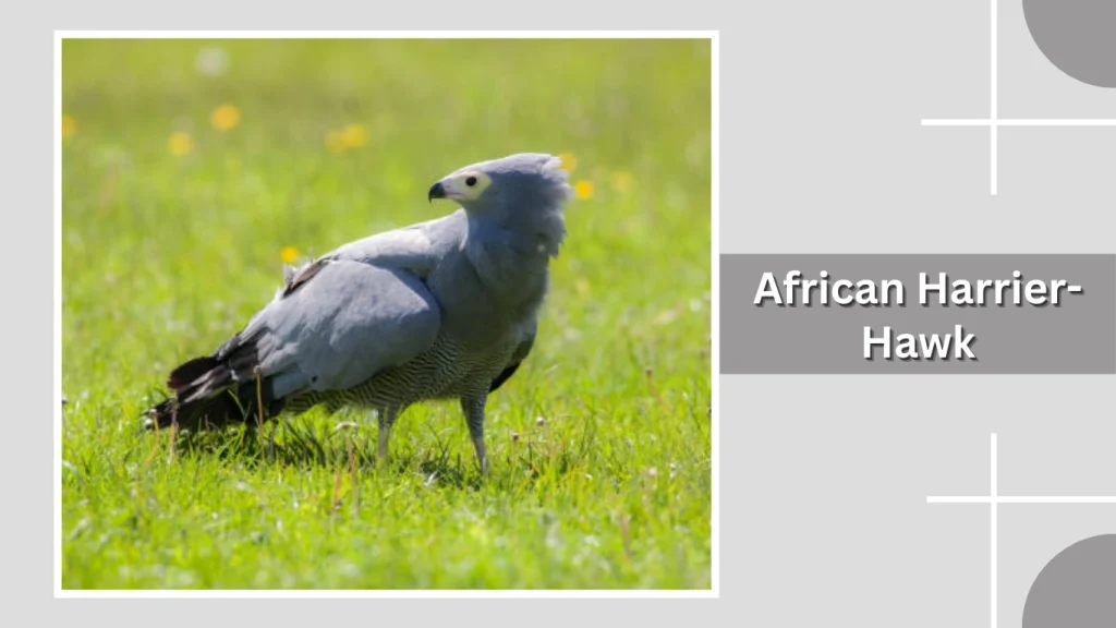 African Harrier-Hawk