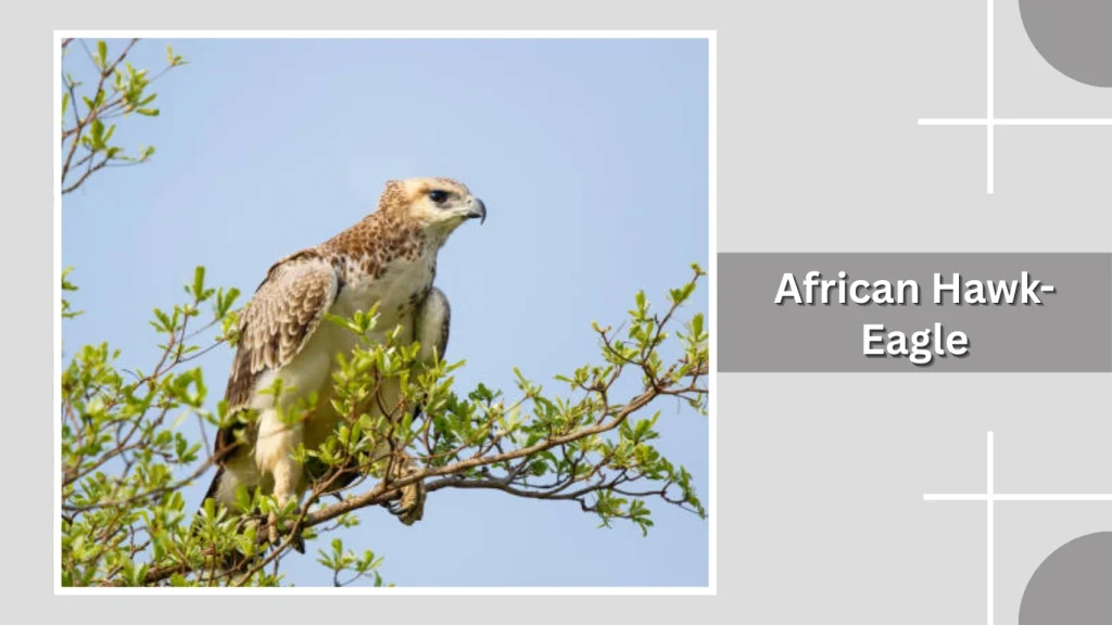 African Hawk-Eagle