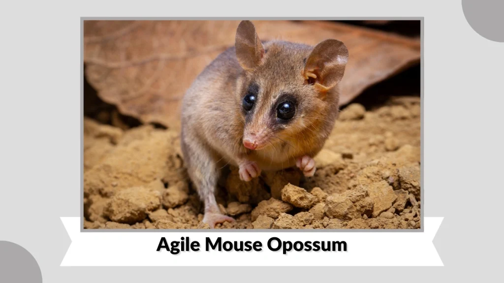 Agile Mouse Opossum