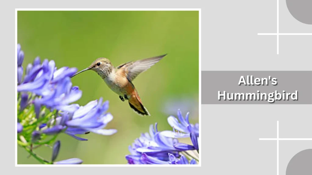 Allen's Hummingbird