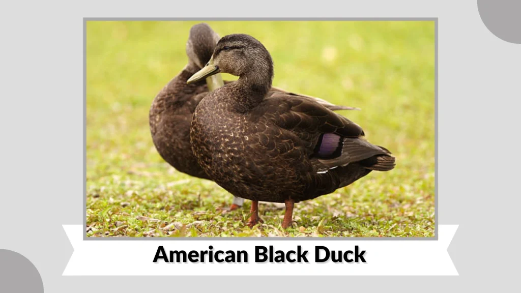 American Black Duck
