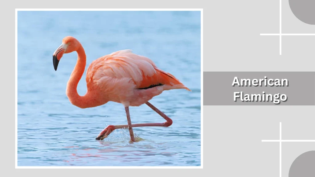 American Flamingo
