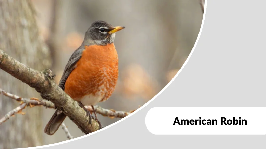 American Robin