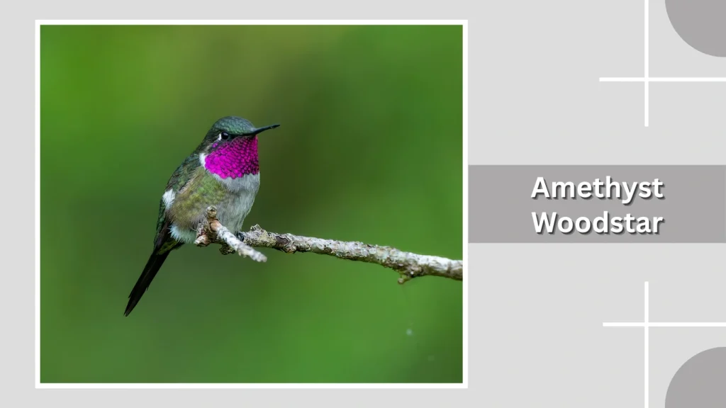 Amethyst Woodstar