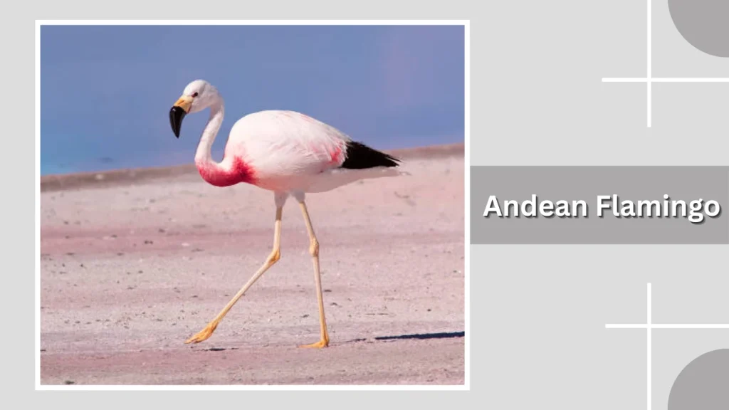 Andean Flamingo