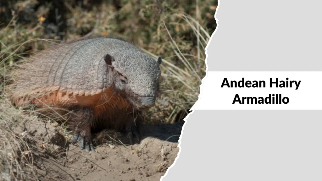 Andean Hairy Armadillo