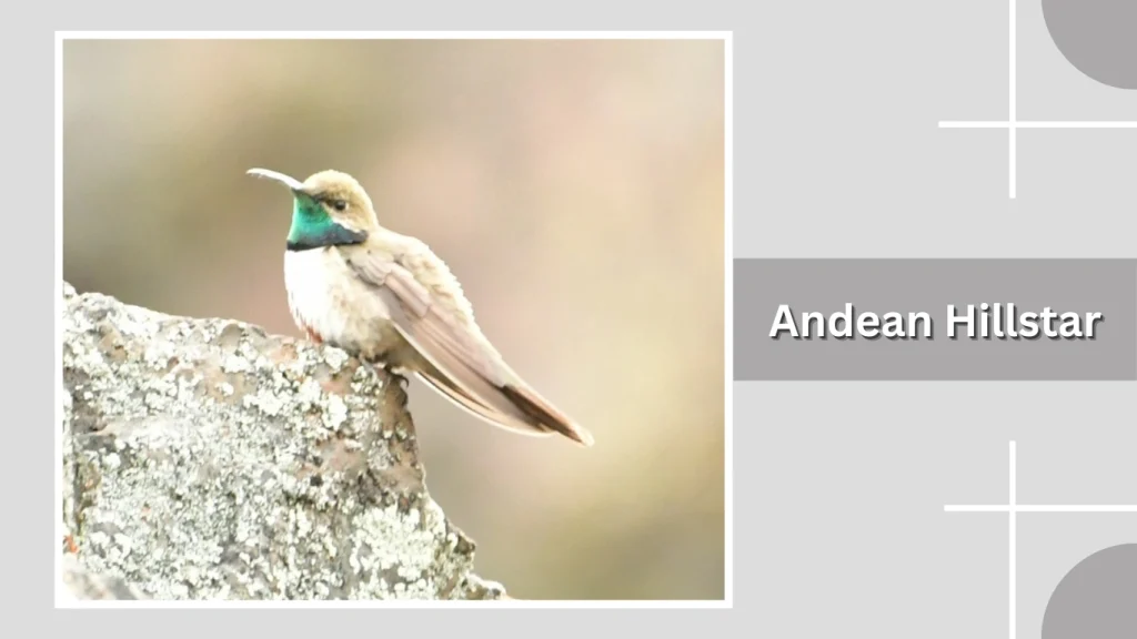 Andean Hillstar