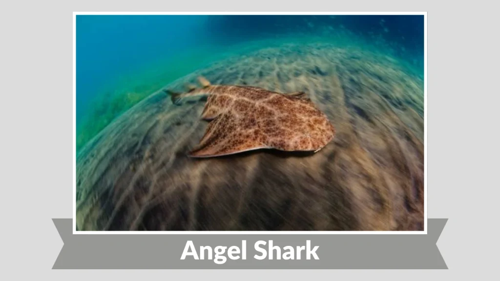 Angel Shark
