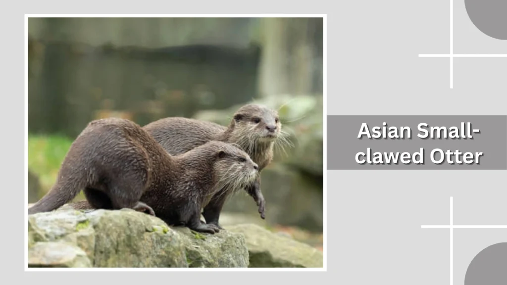 Asian Small-clawed Otter