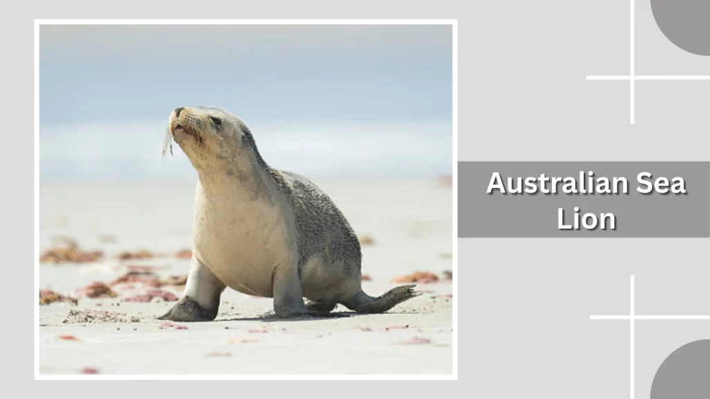 Australian Sea Lion