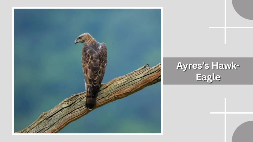 Ayres’s Hawk-Eagle